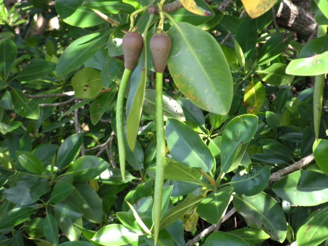 マングローブの種と実