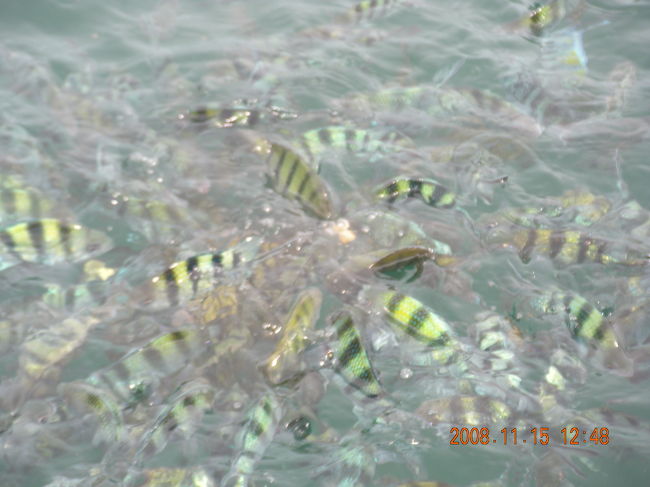 ランチの残りは全て魚さんへ