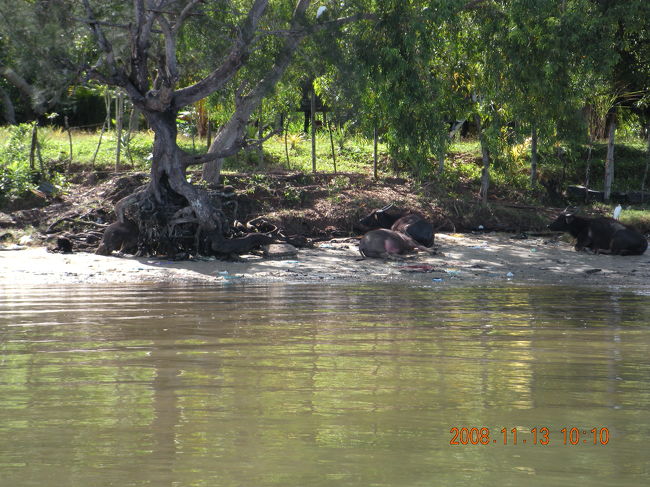 ボートツアーに参加<br />水上生活者の村とマングローブの森へ<br />行く途中の水牛