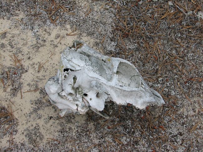 動物の頭蓋骨も。<br />金（ゴールド）を求める旅の辛さが伝わってくる気がします。