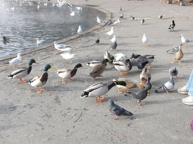 ここは鳥がいっぱい。見ると、水が温かいからなのか魚がうじゃうじゃ。散歩の人たちもパンくずなどを投げています。