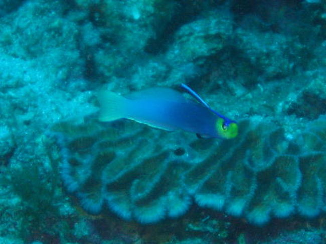 シコンハタタテハゼ（ヘルフリッチ）