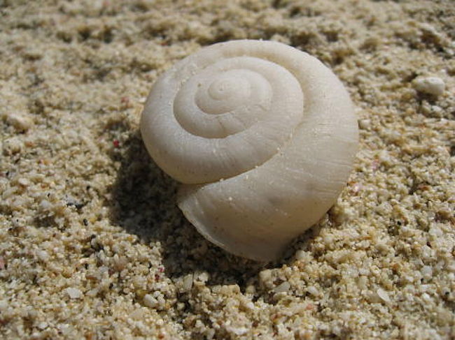 ヒラベソカタマイマイ