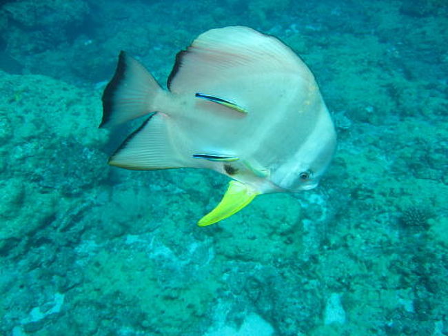 クリーニングされているツバメウオ