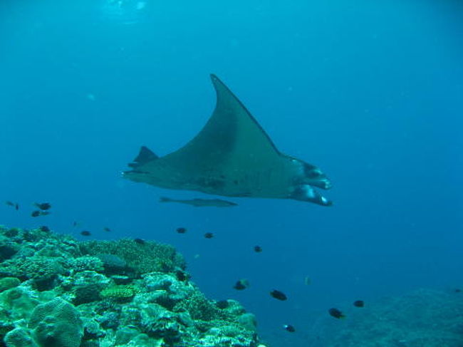 マンタ　尻尾がない？？？