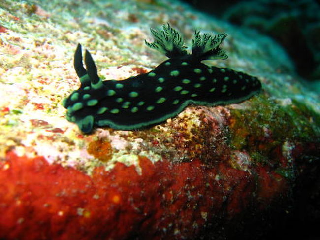 トサカリュウグウウミウシ
