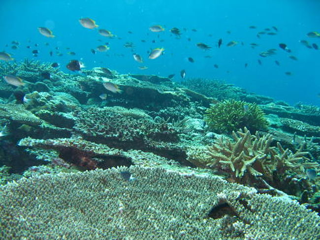 まだまだ元気サンゴ礁