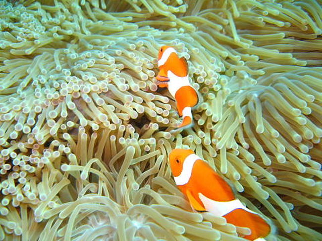 カクレクマノミ