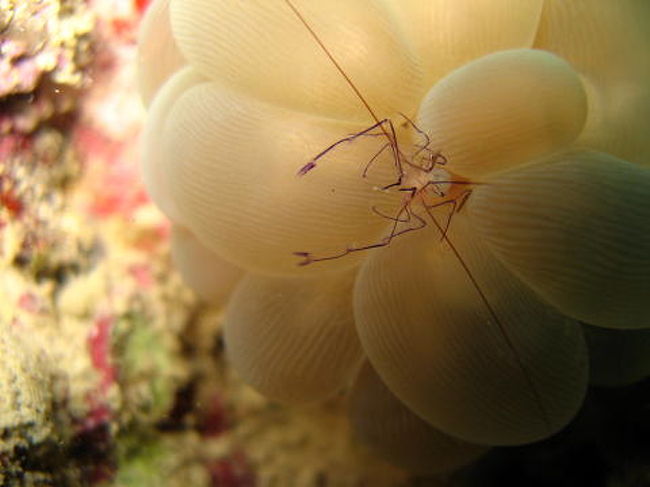 バブルコーラルシュリンプ