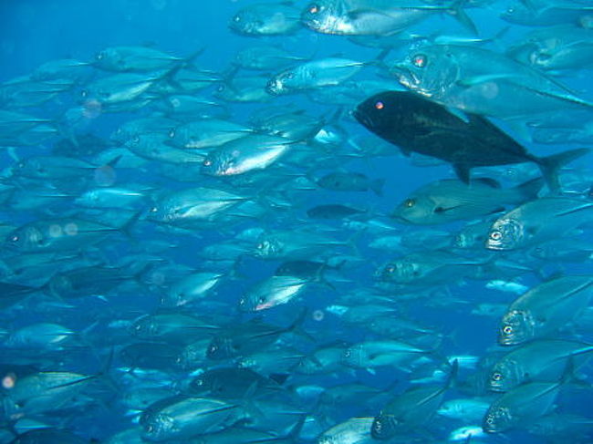 ブルーコーナーでギンガメアジとロウニンアジ