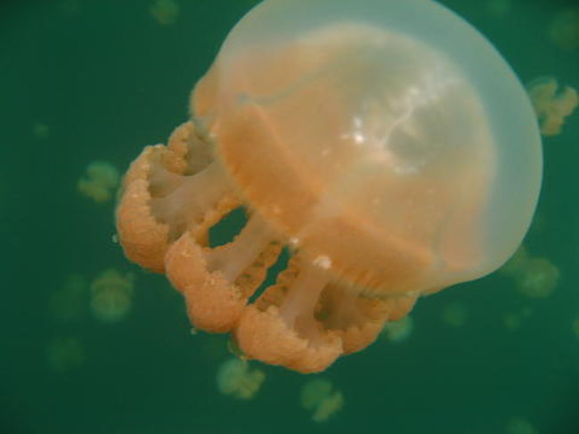 ジェリーフィッシュレイクでクラゲに囲まれて