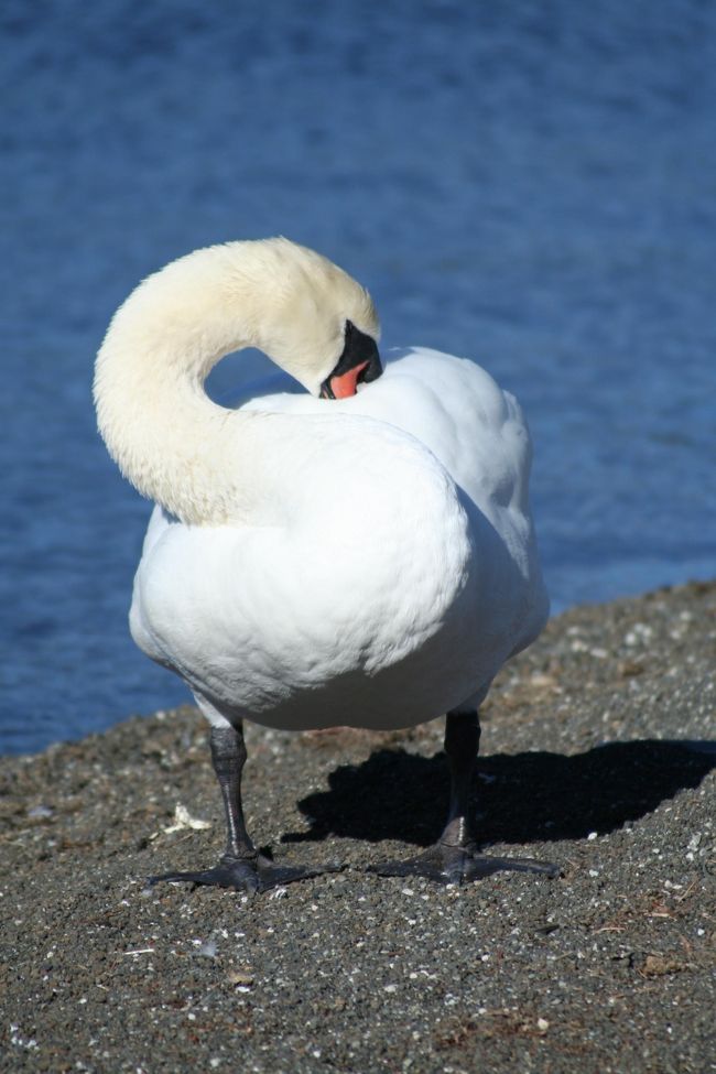 山中湖にて。人になれているのか随分と警戒心の薄い白鳥さんでした。