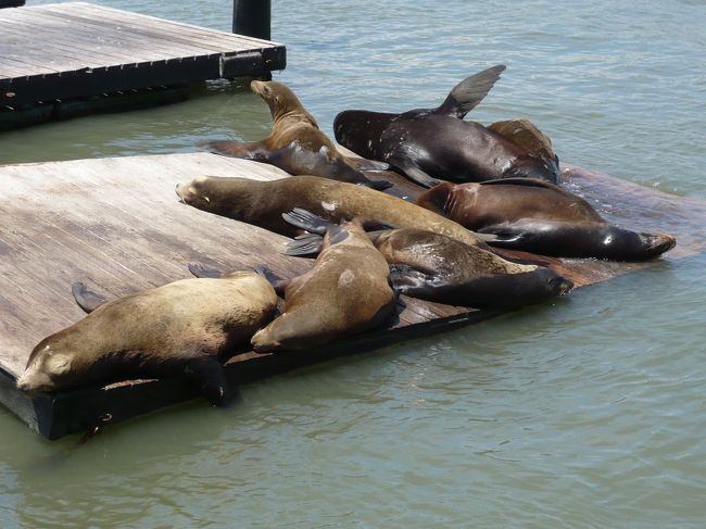 フィッシャーマンズワーフに戻ると、港ではSealionたちも、のんびりと日向ぼっこをしていました。