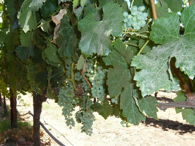 小さな裏庭で試飲。ブドウ畑を間近で見ながら、美味しいワインをいただきました。