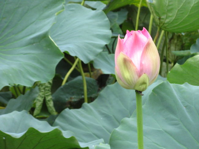 新潟「高田城」とお堀の蓮の花。。。