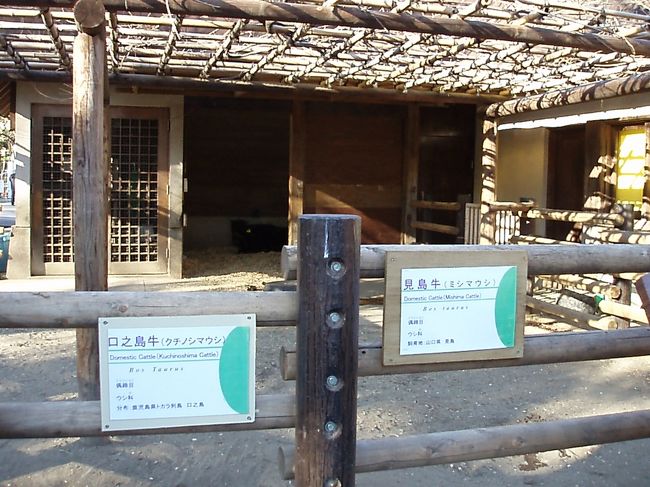 江戸東京紀行（動物園でお正月！三島牛は天然記念物、上野動物園の巻）