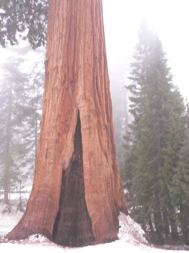 ヨセミテの木<br /><br />走召〜ぶっとい木が沢山並んでいて<br /><br />小人になったような気がします。
