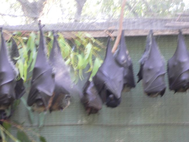 ブリスベンにある小さな動物園にいた<br /><br />走召〜でっかいバッドマン！！