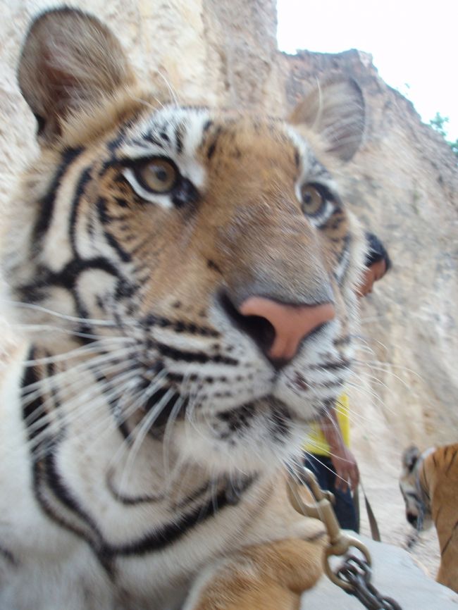 タイガーテンプルで<br /><br />トラと触れ合う事ができちゃいます。