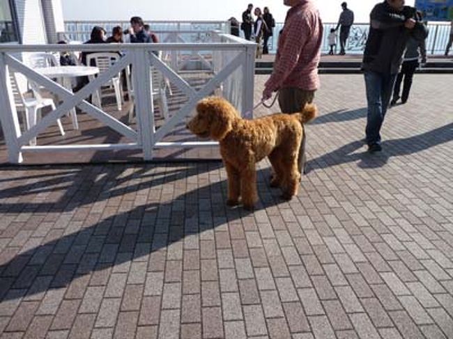 スタンダードプードルがいました。でっかわいい。<br /><br />