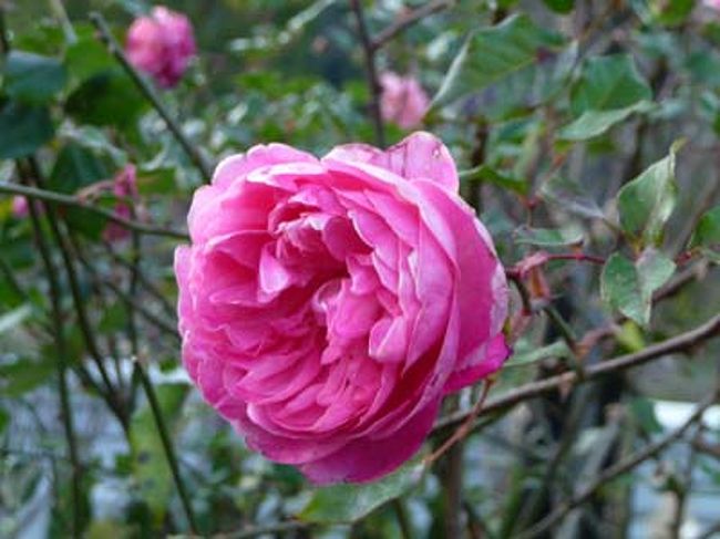 寒空のした、頑張って咲いてるお花達。