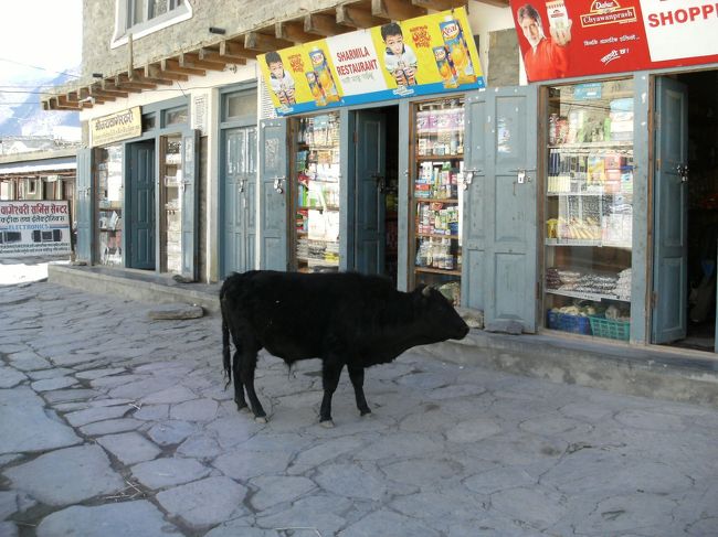 <br />　通りの真ん中に牛が放し飼いされている・・・