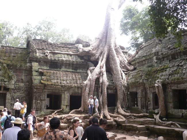 建物が木に食べられています。