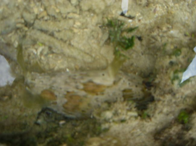 ハリセンボン<br /><br /><br />なまこも多かった(笑)