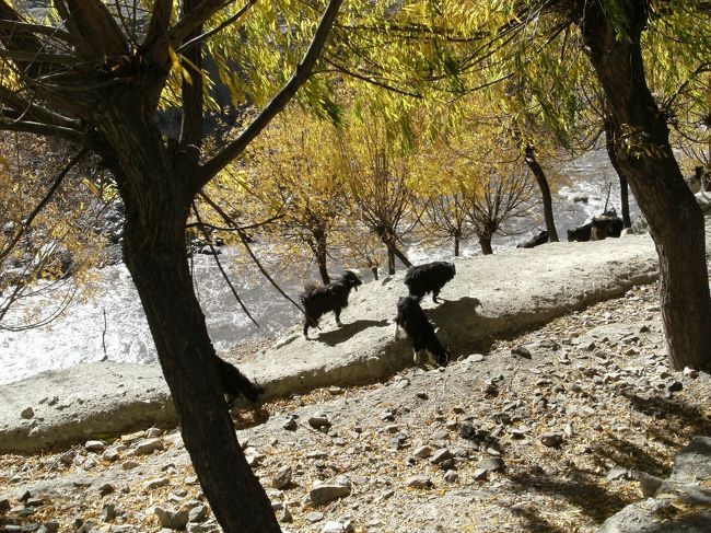 <br />　牛も気の向くままに・・