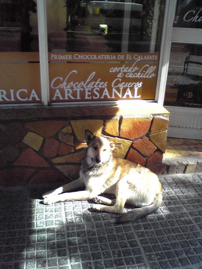 こちらはまだお仕事中？<br /><br />カラファテの町には犬が多かったかも・・・