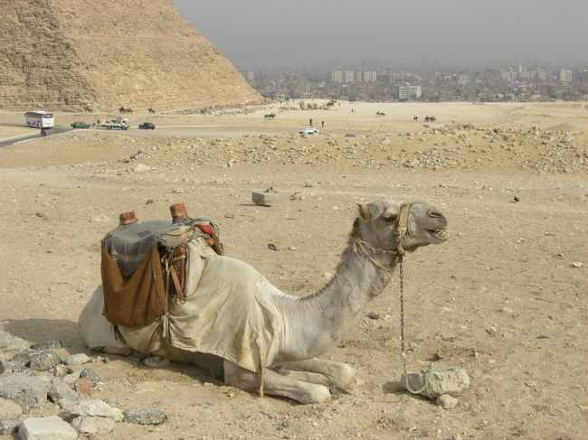 らくだもいっぱいいます。<br />写真を撮っているのが見つかるとお金をとられます。<br />