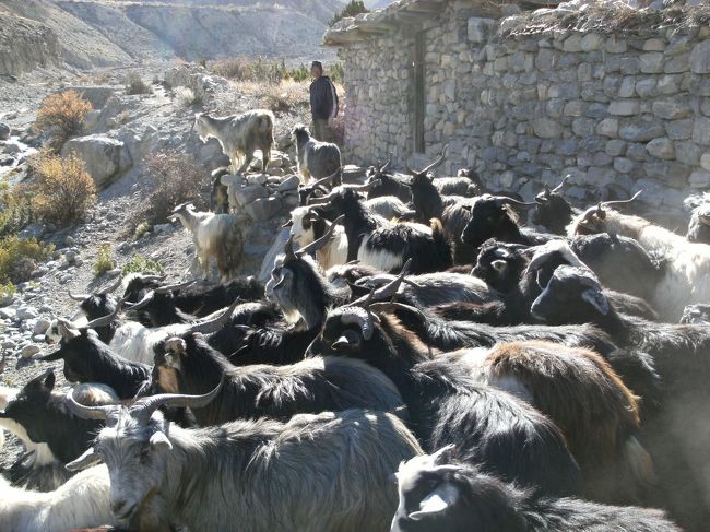 <br />　いっせいに小屋から山羊が川原に放たれる・・
