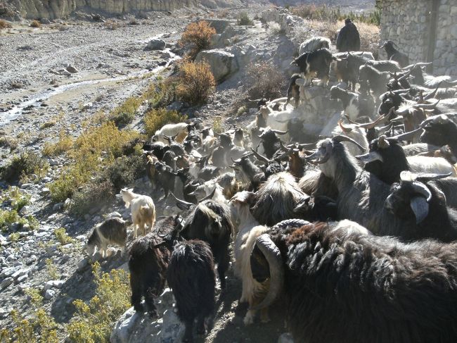 <br />　山羊たちは小屋から解放されると怒涛のごとく川原に下りていく・・<br /><br />　その光景は圧巻である。