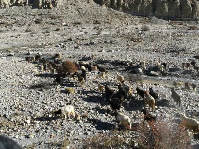 <br />　川原に放たれた山羊は餌を求めて散らばっていく