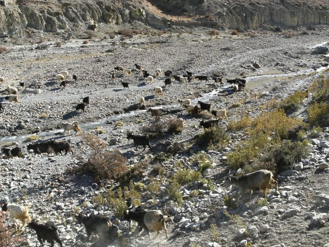 <br />　川原に散った山羊の群れ・・