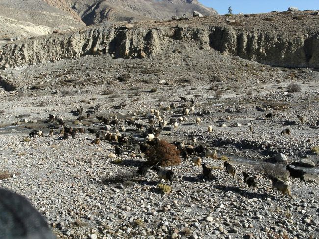 <br />　山羊が少なく見えてしまうほど、川原は広い・・