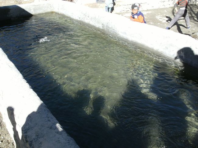 <br />　稚魚専用の養殖池・・・<br /><br />　稚魚は大きな魚に食べられるので、専用の池で育てなければならない・・