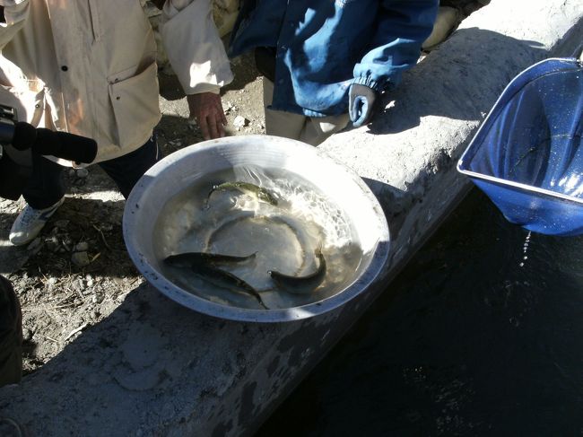 <br />　池からニジマスをすくって容器に移す・・<br /><br />　