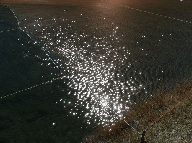 <br />　養殖池に映った光がまぶしい・・・<br /><br />　池の魚を狙って鳥が来るので防護ネットは必要不可欠だ・・