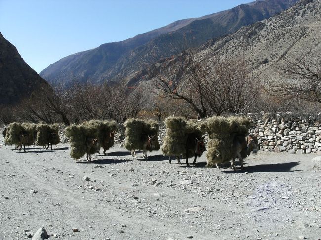 <br />　研修センターの前はトレッカーや地元の人たちがよく通る道筋になっている。<br /><br />　チリンチリンと鈴の音が聞こえてきた。<br /><br />　