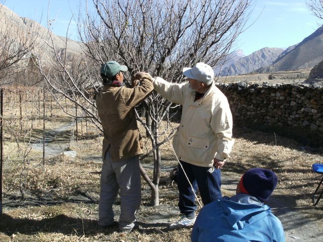 <br />　この農園はリンゴ栽培が主である。<br /><br />　我々が行ったときはリンゴの収穫が既に終わっていた。<br />　<br />　実はこの収穫に合わせて我々はジョムソン入りをする予定であったが、近藤翁が新潟で”坂口安吾賞”を受賞することになったためひと月遅れたのだ。<br />