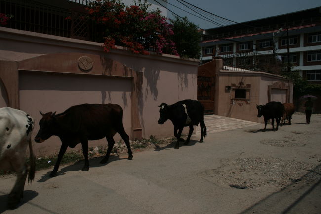 ここは、結構カトマンドゥの街中ですが、角を曲がるとこういう風景が。