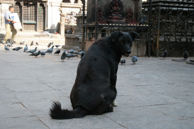 つよそー!の中にも哀愁のわんこ。