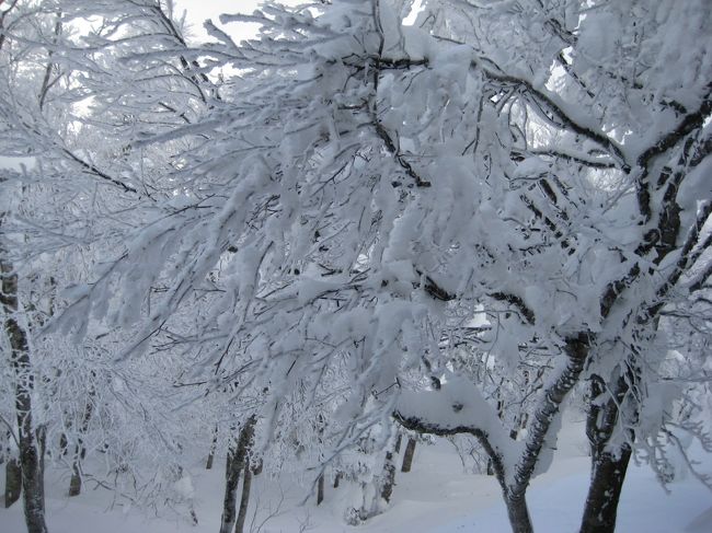 木の枝に氷が貼りついてまるで、ホワイトクリスマス・ツリーです。この写真を撮った直後にこの辺り一帯は雲に覆われます。