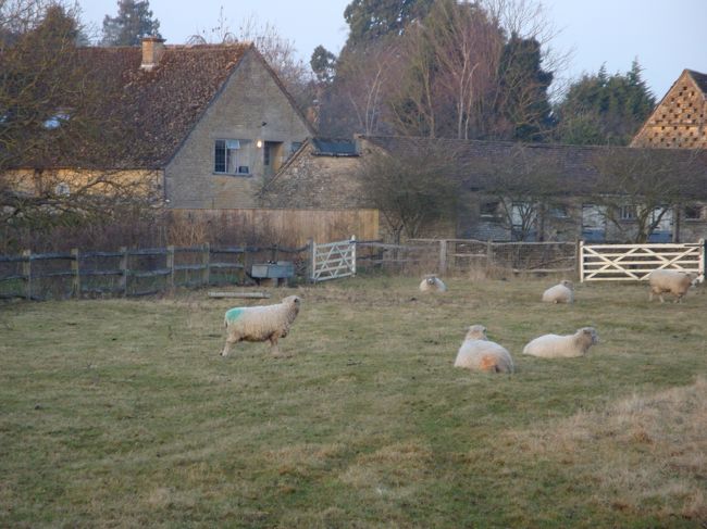 ボートンからバスでローワースローターのあたりまで行く。地図を片手にそのあたりをうろうろ・・・。かわいい羊たちに出会いました。