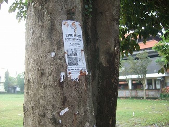 ０８１２３０－０７０９．ホッチキスで幹に打たれてる。