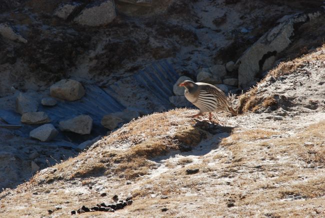 ゴラクシェフの早朝のドラマです。<br />5500mにすむ鶏<br />　朝を知らせるように餌をねだりに<br />　にぎやかな鳴き声でした。