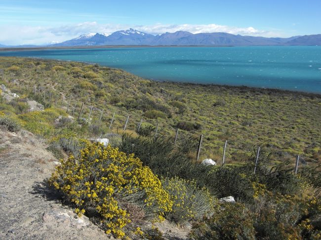 カラファテに着いた夕方、旅行会社でツアーを予約。翌日から観光です。<br />何故かドイツ人グループ（というかご夫婦×３組）に混ぜられた・・・直前の予約で、ひとりだったから数合わせですかねぇ。<br />なもんで、ガイドさんも、車中の会話はほぼドイツ語。<br />そのあと、私だけのために,英語でも説明をしてくださいますけど・・・簡単に。<br />もともと英語が苦手な私にマンツーマンは辛いから、ざっくりとした説明でちょうどよいといえばよいです。<br /><br />まるで、着色しているみたいな青？<br />氷河湖特有の色。<br />