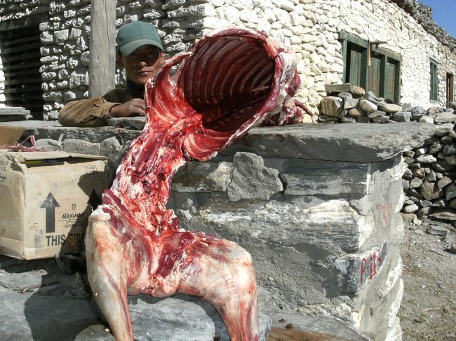 <br />　内臓や肉と骨を分けていた、捨てるところがないという・・<br /><br />　これから冬に向かうので、今のうちに用意しておくのだ・・