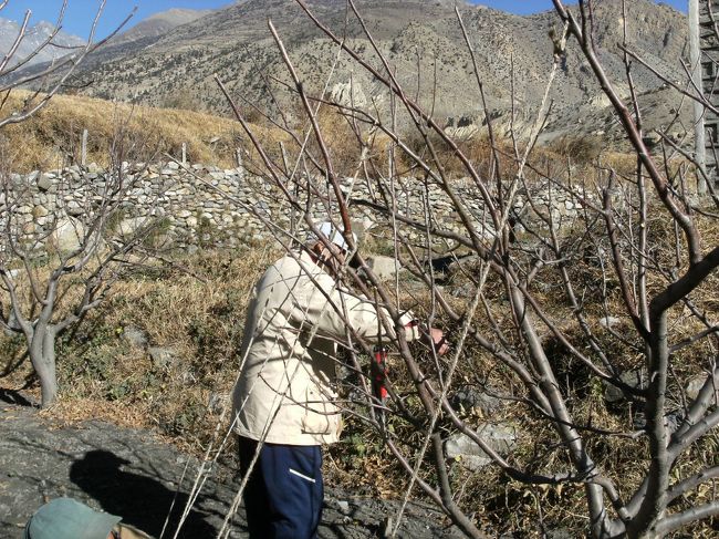 <br />　イノちゃんやタカちゃんはジョムソンを離れることになった。<br /><br />　二人のネパール滞在ビザは二週間だが私は３０日のビザがある。<br /><br />　ちなみに二週間滞在ビザは２５＄、３０日滞在ビザは４０＄である。<br /><br />　<br />　